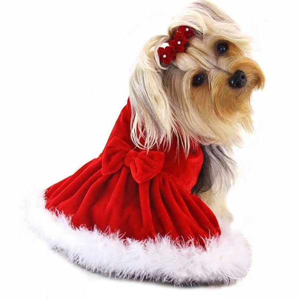 dog christmas dress